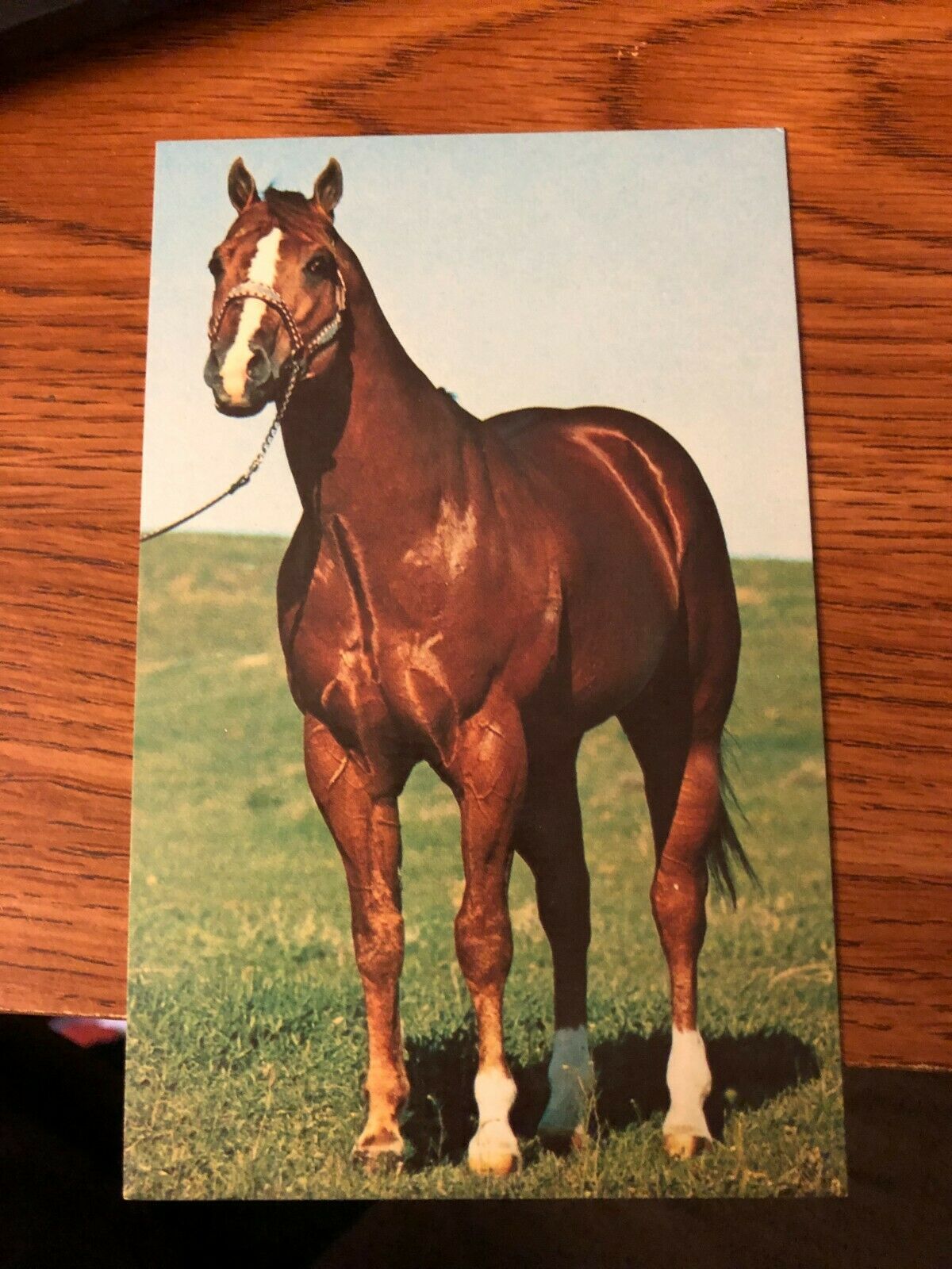 Vintage Quarter Horse Post Card Two Eyed Jack AQHA Champion Janssen Photo